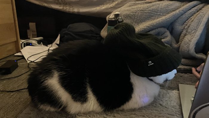 william the cat