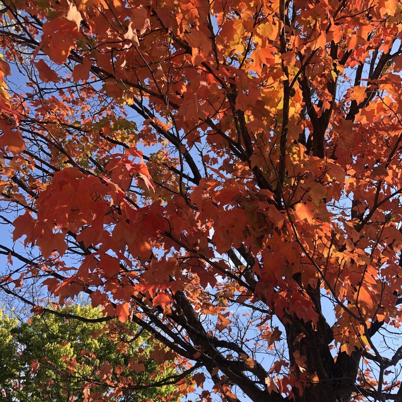 fall