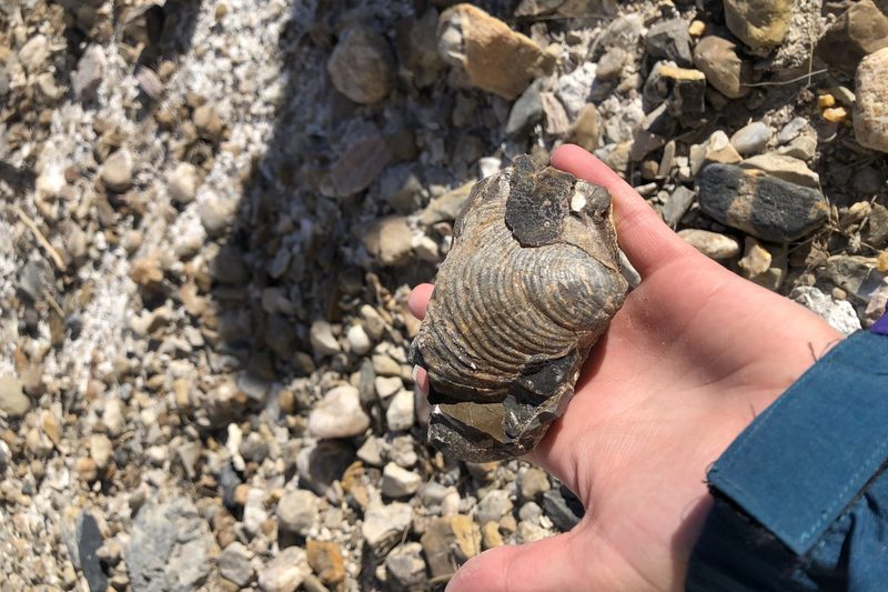 a fossil