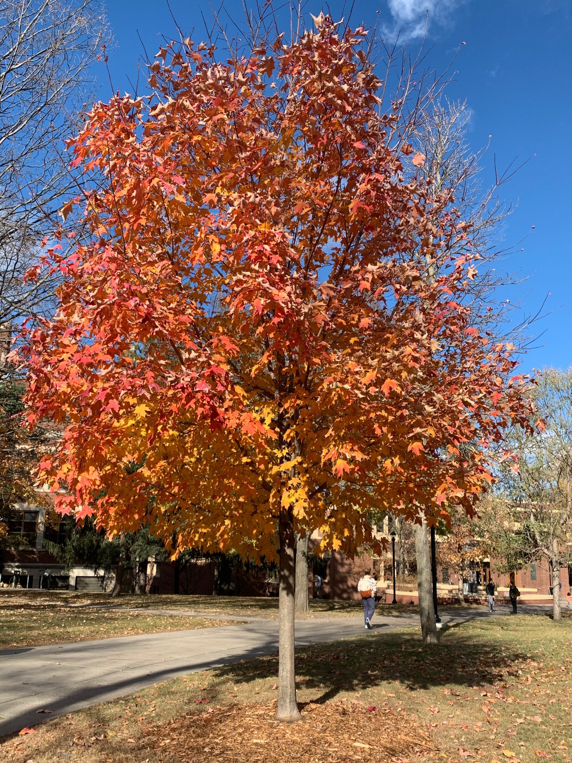tree