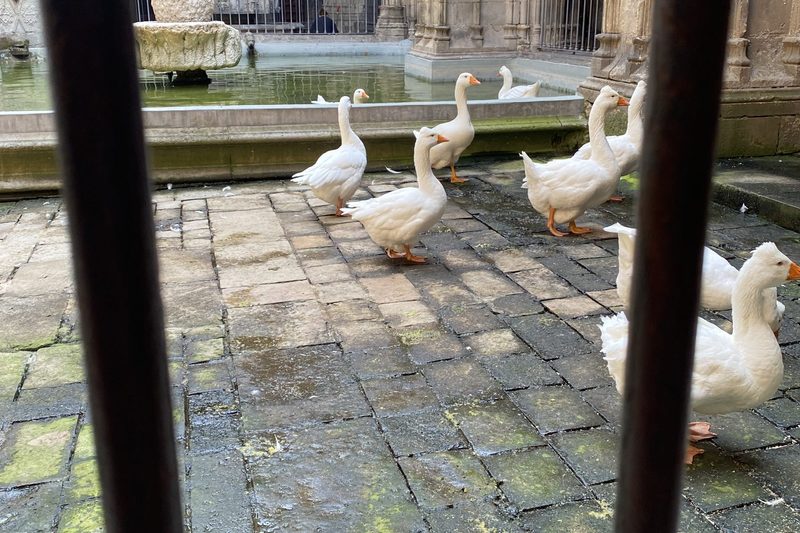 geese in barcelona!