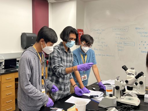 Three STEM students wear masks and gloves while looking at a sample in the biology lab