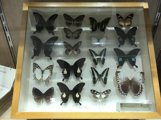 Anderson Display Case butterfly collection