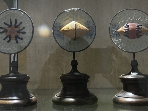 Anderson Display Case mitosis models