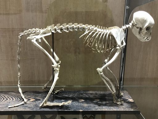 Anderson Display Case monkey skeleton