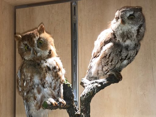 Anderson Display Case screech owls