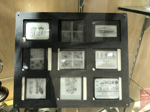 Biology Lantern Slides
