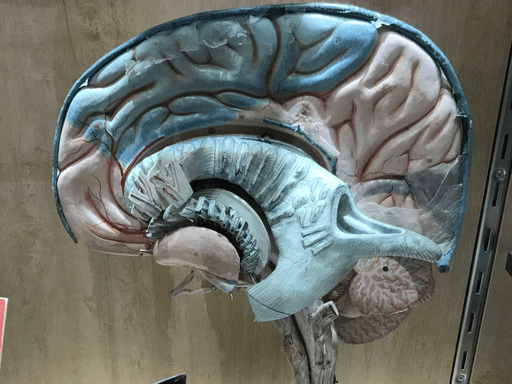 Brain and color perception book