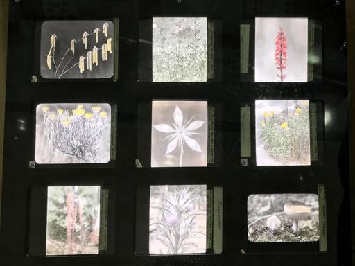 Prof Stork Plant Photos