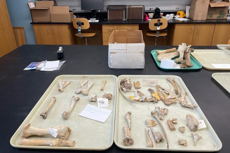Animal bones displayed on trays in the CARCAS lab.