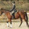 Equestrian Featured