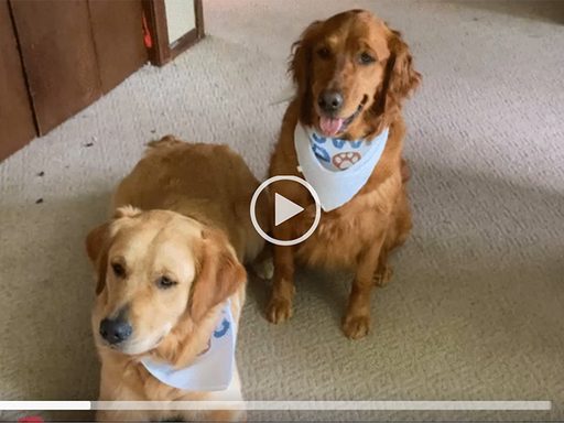 two cute dogs