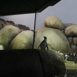 Laura Nakasaka: "Penguins"