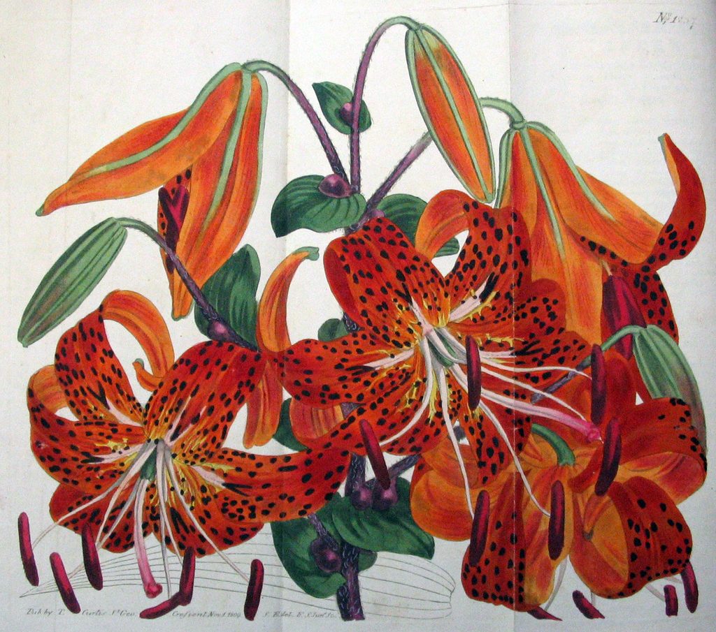 The Tyger-spotted chinese Lily