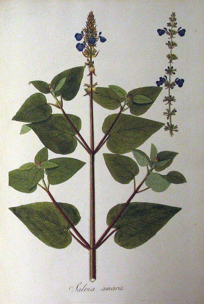 Plantanum Rariorum by Nikolaus Jacquin