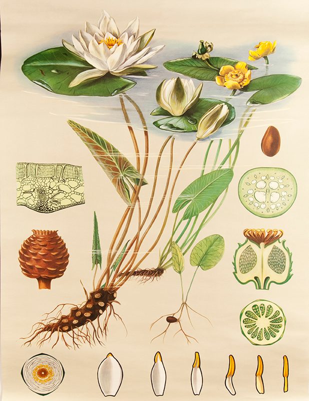 Water Lily – Wall Charts – Carleton College