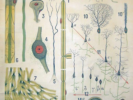 Nervous Tissue