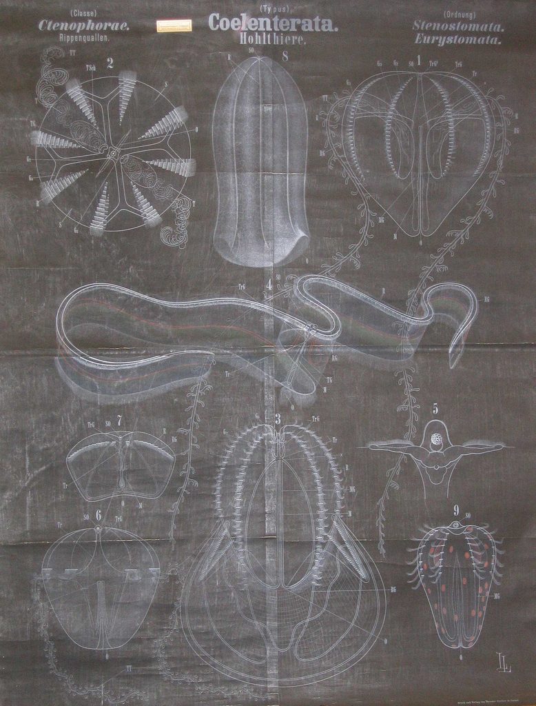 Comb Jellies