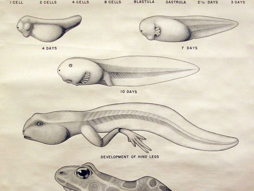 Frog Embryology