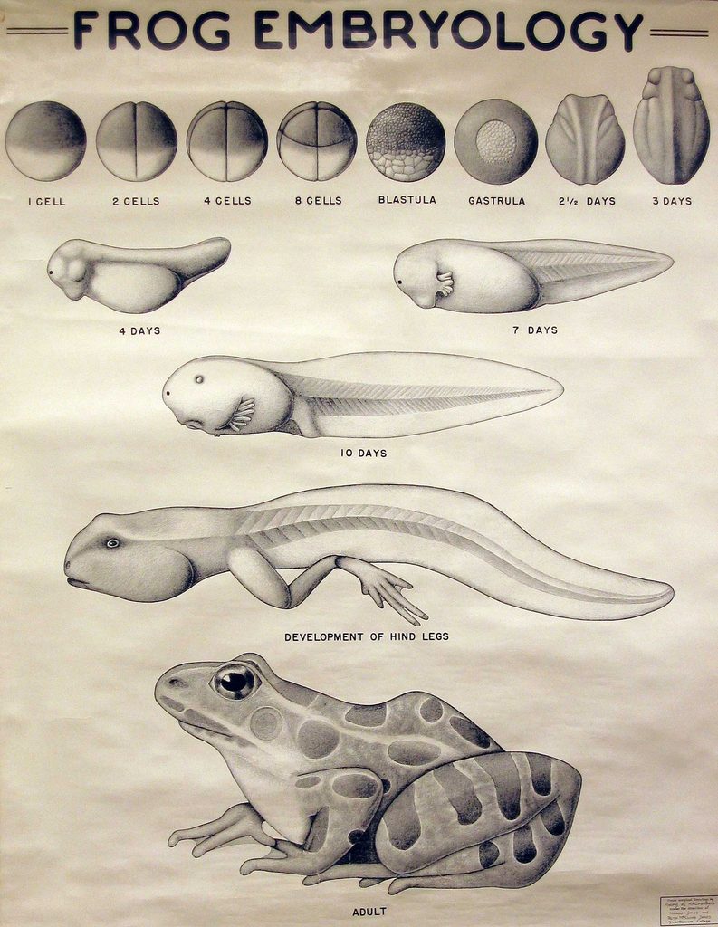 Frog Embryology