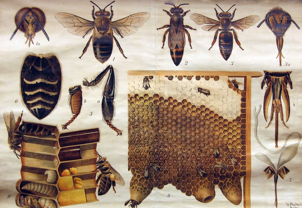 Honeybees