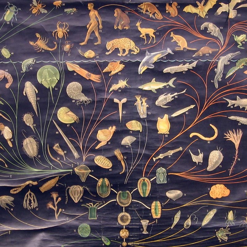 Chart of Evolution – Wall Charts – Carleton College Chart of Evolution – Wall Charts – Carleton College