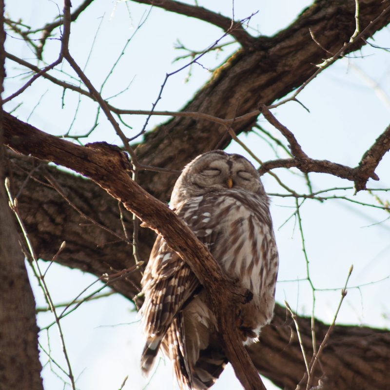 Spring Walk In Cowling Arboretum News Carleton College