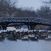 Geese on Lyman Lakes on a wintry day.