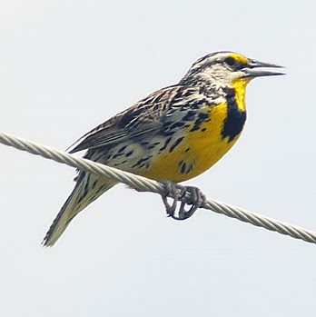 Highlights of the Spring Bird Count News Carleton College