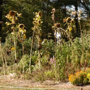 Sunflowers thrive in a Carleton garden