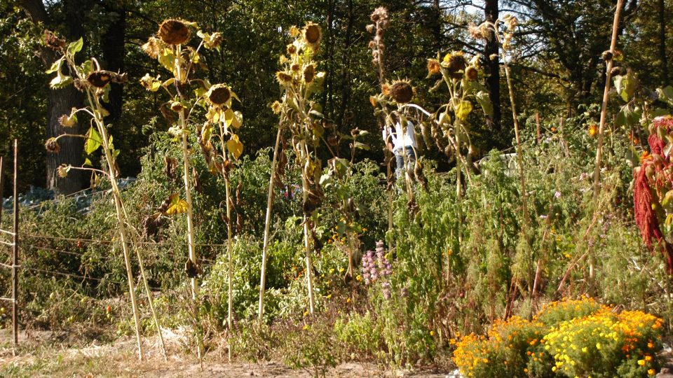Sunflowers thrive in a Carleton garden
