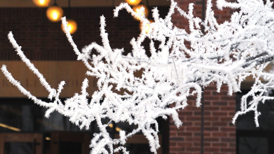Hoar Frost