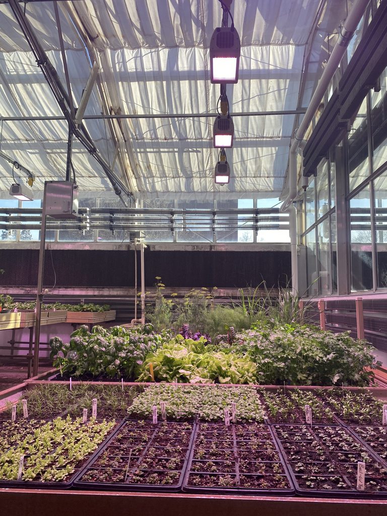 Greenhouse with Heliospectra Lights