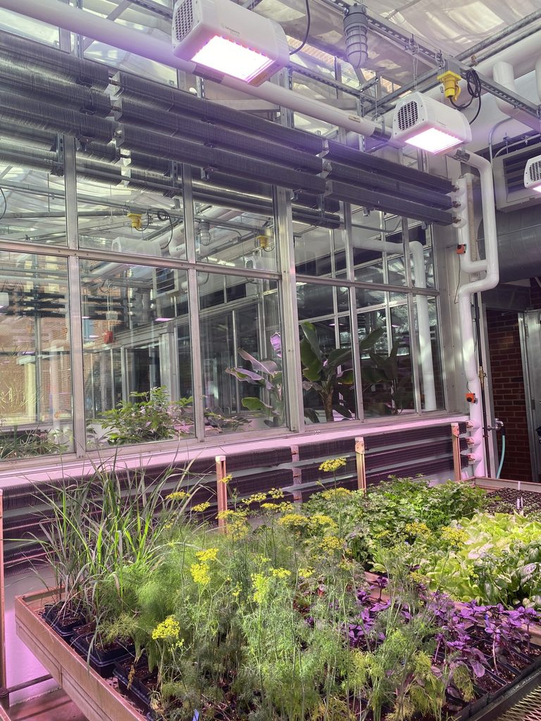Greenhouse with Heliospectra Lights