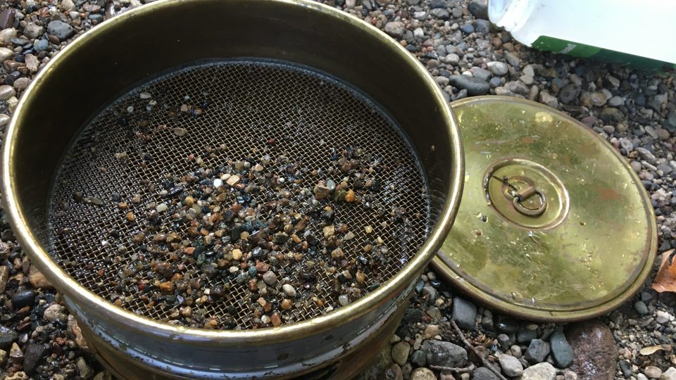 Pea clams in a basin.
