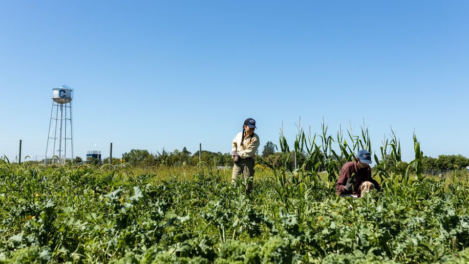 Two students gather vegetables in a field on the Student Organic Farm. The Carleton water tower is in the background.