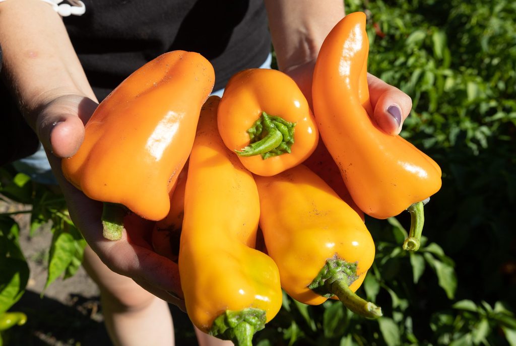 Close-up of hands holding out bright orange-yellow peppers.
