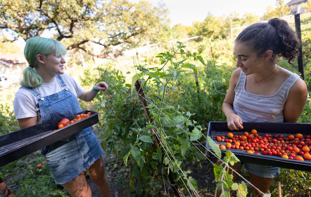 Two students pick tomatoes on the Carleton Student Organic Farm.