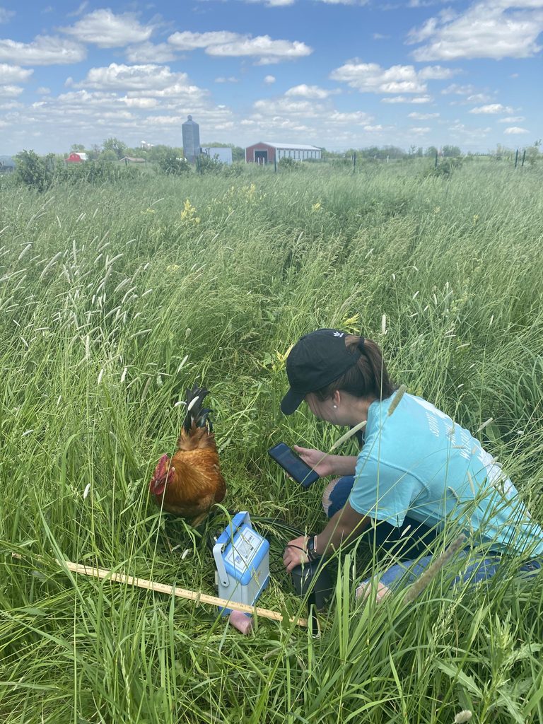 A student kneels in the grass with several measurement tools to take a picture of a chicken.