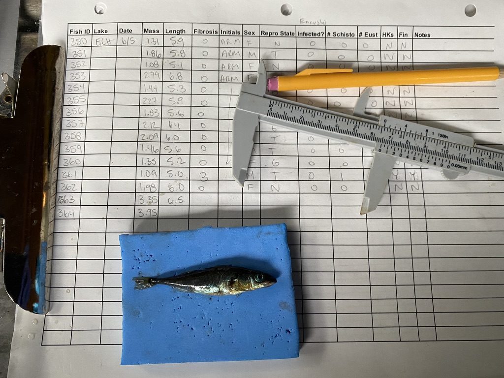 A clipboard holds a measuring chart, with a pencil, a measuring device and a small fish lay on top of it.