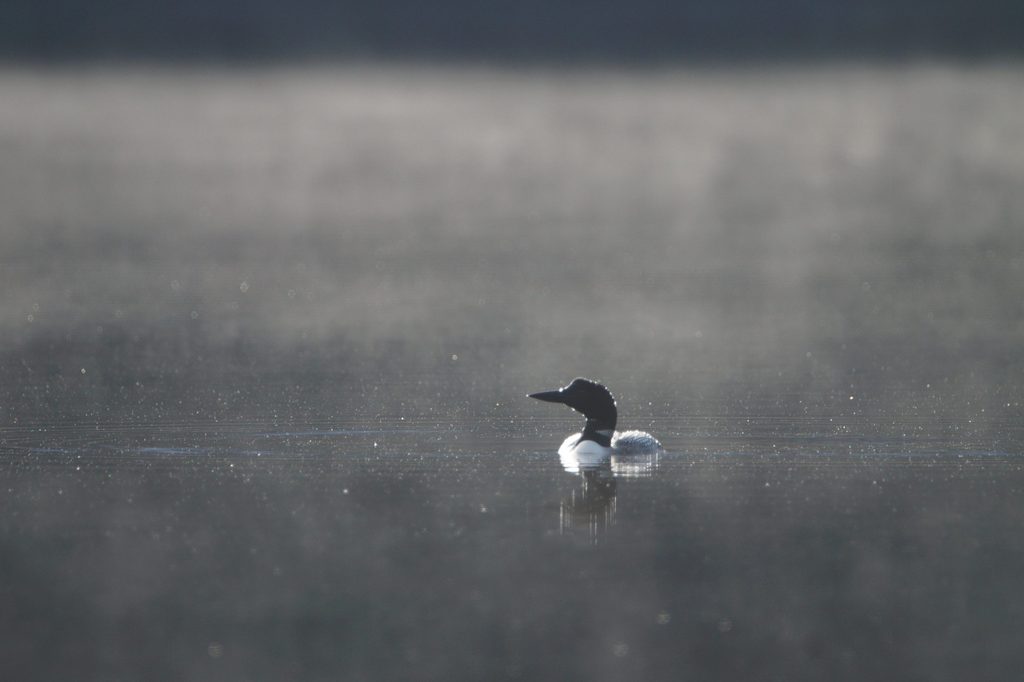 A loon floats on a lake during a light rain while the sun still shines.