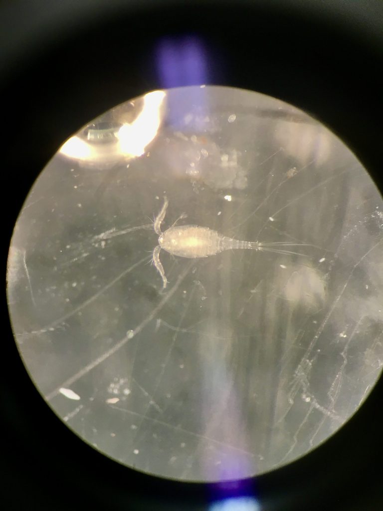 View through a microscope of a tiny, pale crustacean.