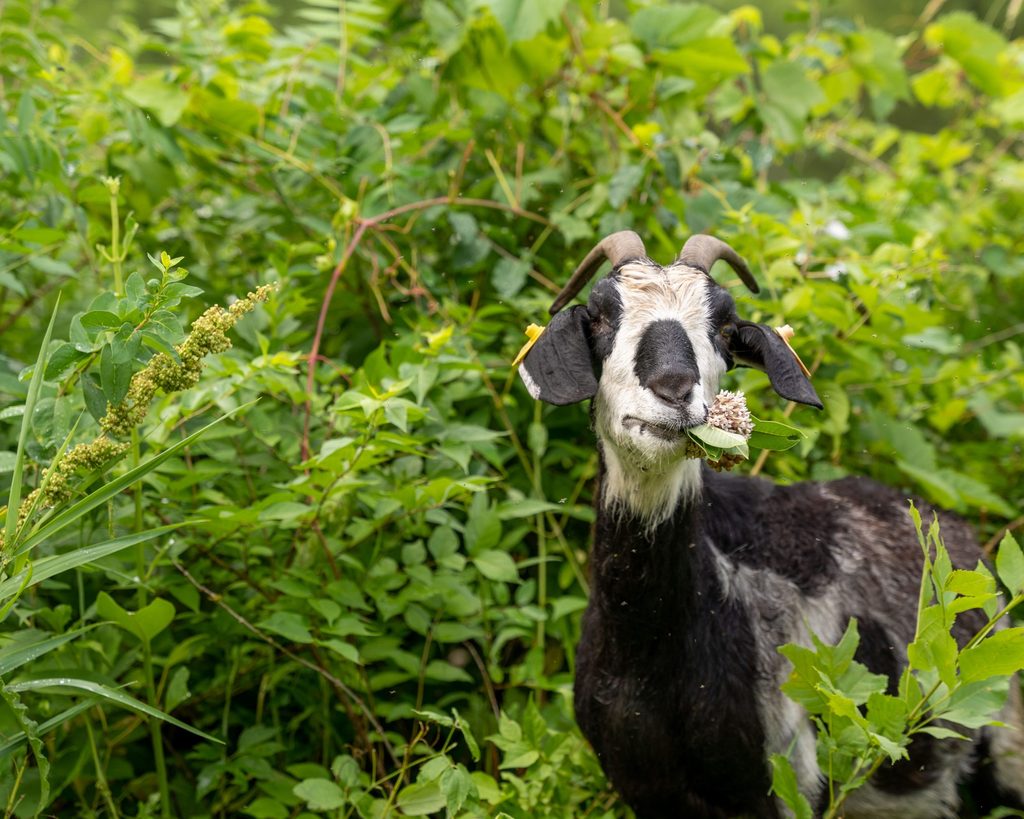 A black and white goat looks toward the camera as it munches on a plant, surrounded by greenery.