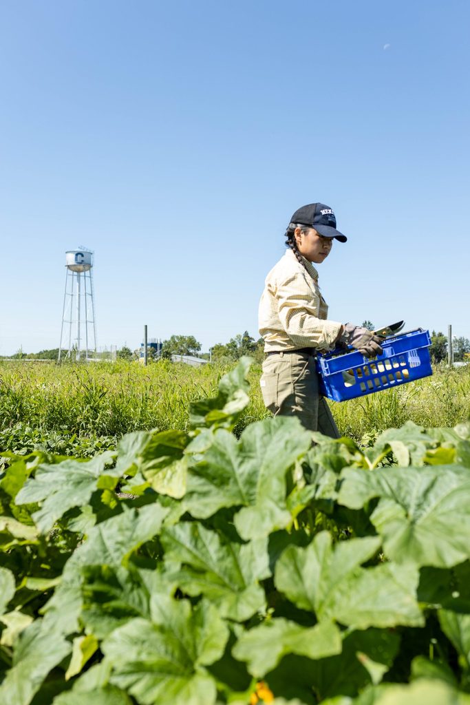 A student carries a crate full of vegetables in a field, with the Carleton water tower visible in the near distance.