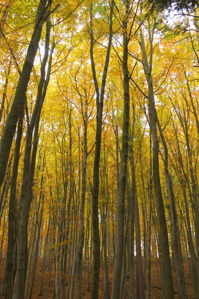 Tall, skinny trees bathed in yellow leaves