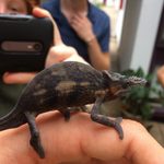 Students find a chameleon