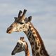 Maasai giraffe in Serengeti NP.