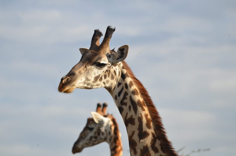 Maasai giraffe in Serengeti NP.