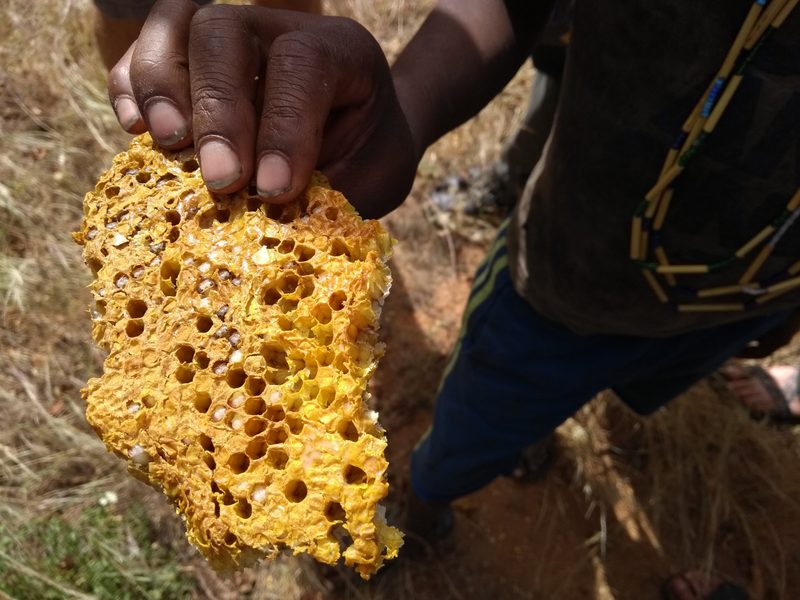 Honeycomb harvested from a baobab tree