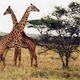 Giraffes spotted on safari
